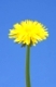 A photography of two yellow dandelion and a bright day